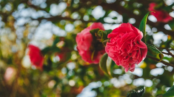 С этим средством розы зацветут как никогда: что такое английская соль