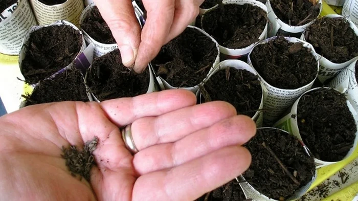 Когда что сеять на рассаду: сохраните себе подробный календарь на 2026 год