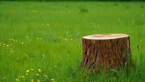 Почему нельзя оставлять пни в земле: 4 способа, как легко от них избавиться