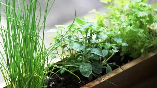 Какая зелень выживет на подоконнике в зимнее время: что можно выращивать