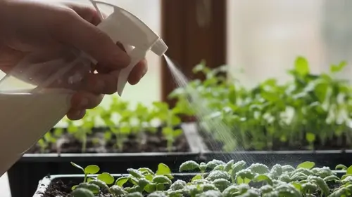 Зачем опытные садоводы опрыскивают рассаду молоком: вы пожалеете, что не знали