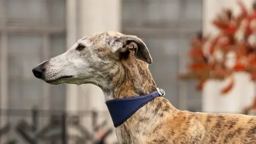 Породы собак для интровертов: какая стала №1 в рейтинге специалистов