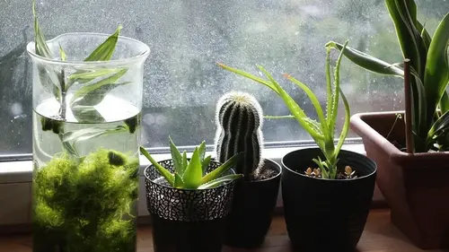 Не только декор: 7 комнатных растений, которые сдерживают появление плесени