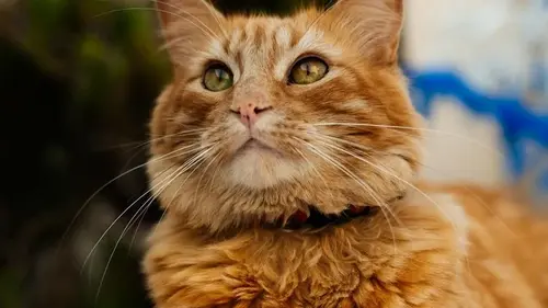 Как кот радуется вашему возвращению: восемь забавных признаков, которые вы точно пропускаете