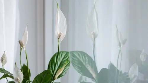 Увядший спатифиллум оживет за два часа благодаря продукту с вашей кухни: чем полить растение