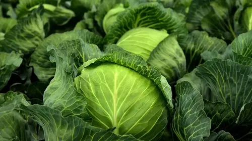 Что посадить рядом с капустой, чтобы получить большой урожай: лучшие соседи