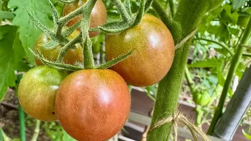 Не сажайте эти растения рядом с помидорами: какие соседи уничтожат ее урожай