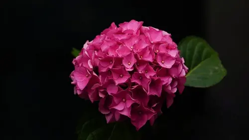 Уход за гортензиями весной: что нужно сделать