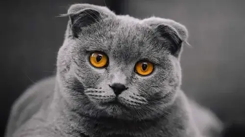 Почему кошка сначала требует внимания, а затем игнорирует: 4 интересных причины