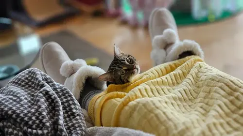 Как понять, что кот вас любит: ветеринар назвала 7 волшебных признаков