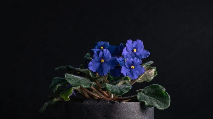 Как заставить комнатные фиалки цвести постоянно: советы, о которых садоводы молчат