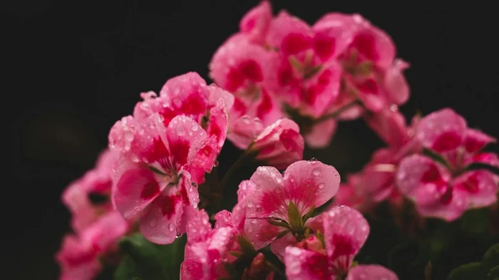 Что посадить в марте: 6 многолетников для яркого лета