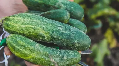 Идеальный день для посева рассады огурцов: простая формула, чтобы овощи дали рекордный урожай