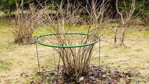 Как сделать бесплатные опоры для растений своими руками