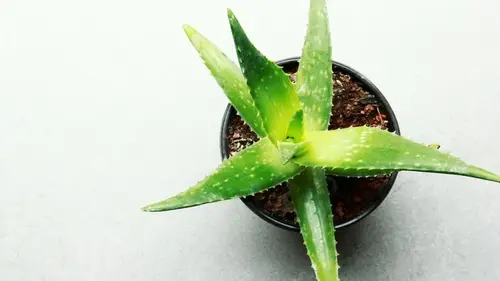 Как избавиться от избытка влаги в ванной: топ комнатных растений, которые предотвратят плесень