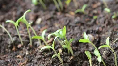 Замачивание семян в перекиси водорода: зачем и как это делать