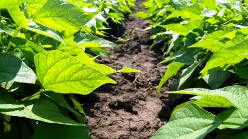 Фасоль собрали – пора сажать это: лучшие культуры для следующего сезона