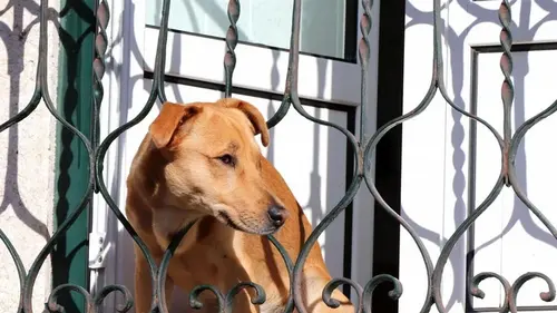 Как собаке удается заранее распознать возвращение хозяина домой: названы 4 способа