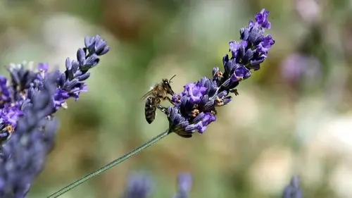 «Омолодите» лаванду весной – пышное цветение гарантировано и летом, и осенью