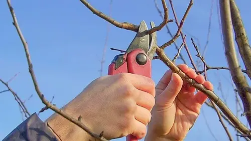 Когда можно обрезать деревья: можно ли это делать уже сейчас