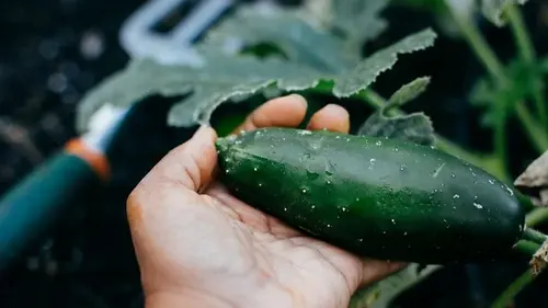 Высокий урожай без труда: три сладких сорта огурцов, которые обильно плодоносят каждый год