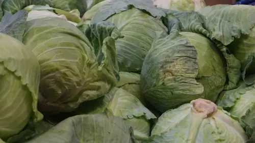 Если хотите идеальную квашеную капусту: вот сорта, которые обязательно следует посадить в 2026 году