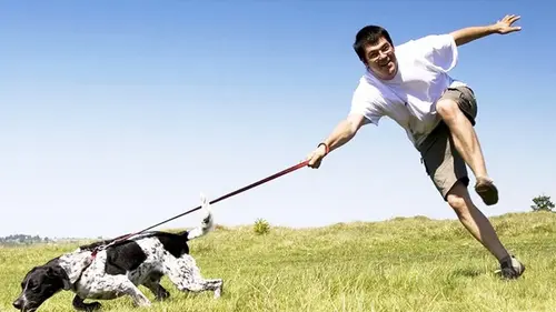 Как научить собаку за 5 минут не тянуть поводок