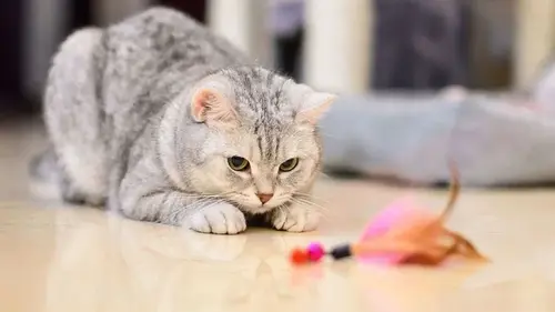 Что нужно для кота в квартире: базовый список вещей