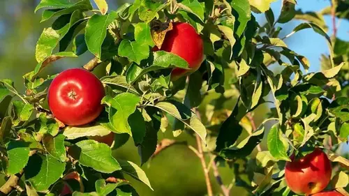 Как защитить сад от тли и удвоить урожай: что посадить под яблоней и возле нее