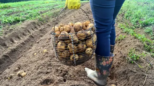 Их лучше всего выращивать вместе с картофелем для получения большего урожая: 12 растений