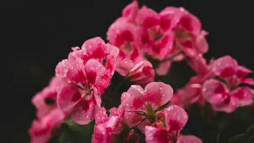 Что посадить в марте: 6 многолетников для яркого лета