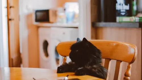 Как навсегда отучить кота просить еду ночью: пять секретов, которые работают у всех