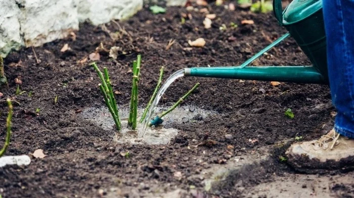 Как реанимировать розы после зимы