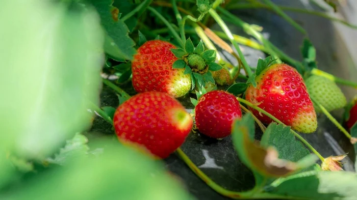 От слабой до суперурожайной: секреты подкормки клубники после зимы, которые помогут ей набраться сил