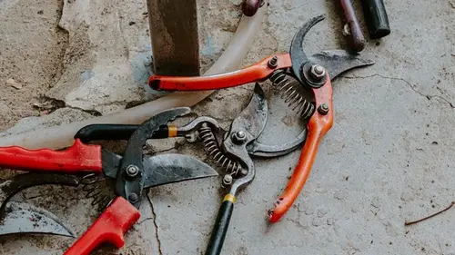 Не торопитесь с обрезкой: садовница раскрыла правило, от которого зависит судьба вашего сада