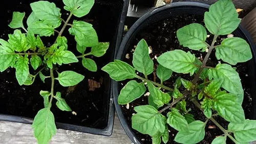 Как вырастить рассаду помидоров сильной: посейте томаты под снег