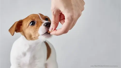 корм для собак