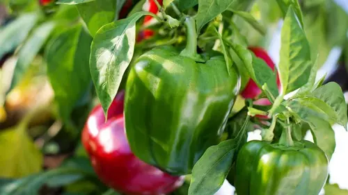 Какие растения категорически не стоит сажать возле перца: худшие соседи