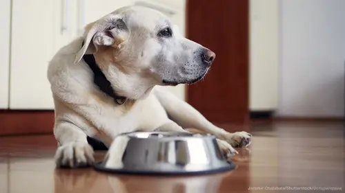 Royal Canin: индивидуальный подход к питанию щенков и взрослых собак