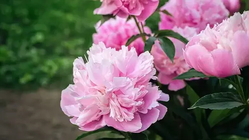 Первая весенняя подкормка пиона — когда и как ее правильно делать: не упустите момент