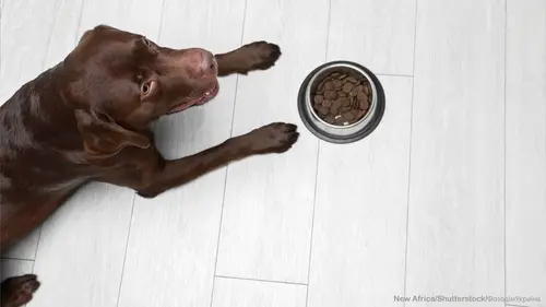 корм для собак