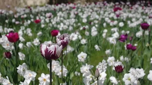 Можно ли сажать тюльпаны весной и когда это лучше делать
