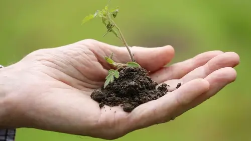 Почему нельзя делиться рассадой с соседями: народные приметы, которые не стоит игнорировать