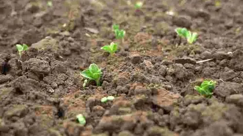 Что сеять сразу после таяния снега: 7 устойчивых к холоду культур