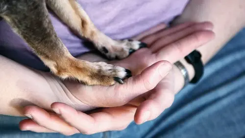 Когда пес касается вас лапой — это не случайность: вот какой сигнал он подает