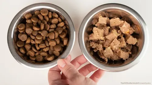 корм для собак