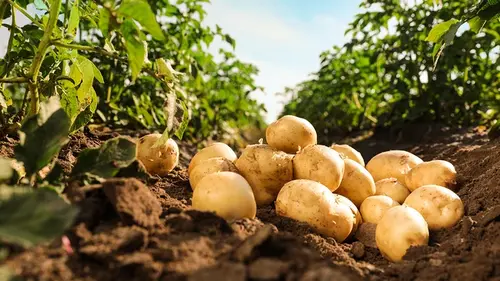 Перед посадкой обработайте картофель домашним раствором — и соберете большой урожай