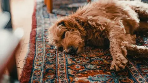 Ветеринар назвал продукт, который никогда бы не дал своей собаке: в чем риск