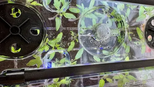 Как оживить просроченные семена: советы эксперта, которому удалось вырастить 100-летний помидор