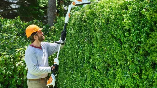 Почему нельзя сажать туи у окон: народные поверья и опасные приметы